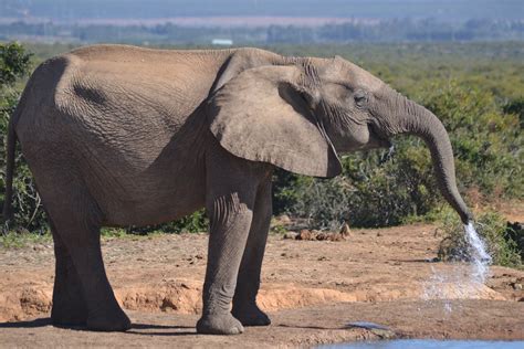 African Elephant Drinking Water · Free Stock Photo