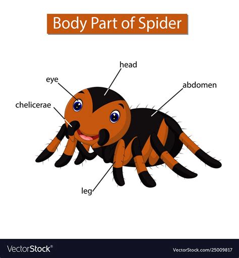 Spider Anatomy For Kids