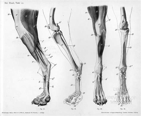 Cat Leg Bone Diagram / Glendale Animal Hospital - Veterinarian in ...