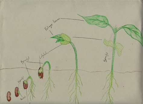 Lima Bean Pictures and Data - Mello's Plant Family