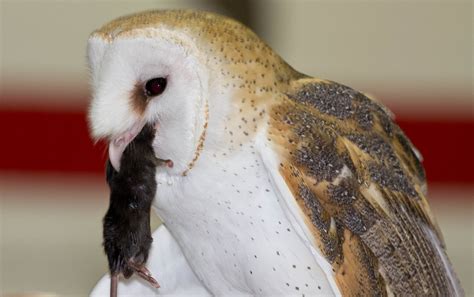 Barn Owl eating a mouse | Captive bird from the Illinois Rap… | Flickr