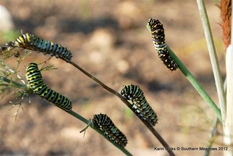 A Close Look at the Black Swallowtail Caterpillar