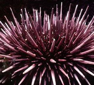 Sea Urchin Spines by Dr. David Nelson