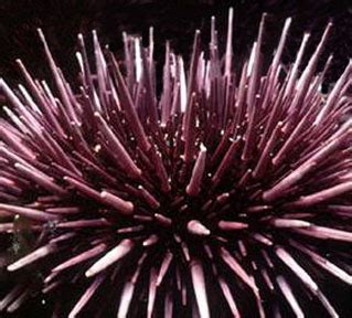 Sea Urchin Spines by Dr. David Nelson