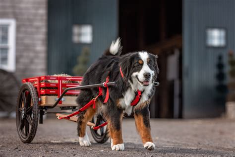 Cart Pulling: The Joy of a Working Dog | Pant the Town