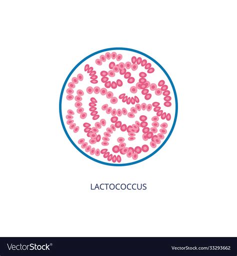 Lactococcus bacterias under microscope view Vector Image