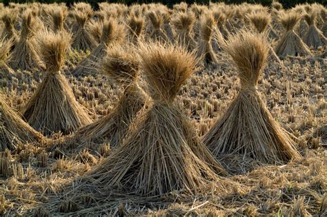 Straws | Feedipedia