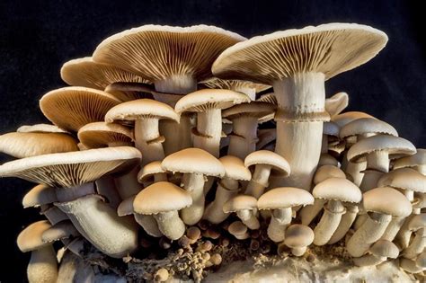 How Mushrooms Can Save the World | Discover Magazine