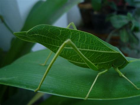 File:Leaf insect.jpg