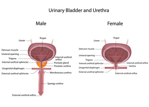 Male Urinary Bladder Anatomy