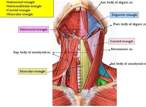 Visual Anatomy 視覚解剖学