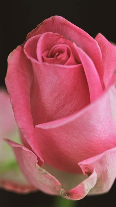 Rose, bud, close up, 720x1280 wallpaper | Beautiful roses, Pretty flowers, Beautiful flowers