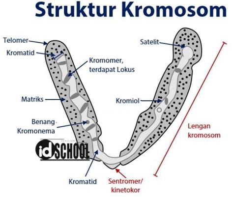 Gambar Struktur Kromosom dan Keterangan (+Fungsi) – idschool.net