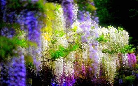 Wisteria Wallpapers - Wallpaper Cave