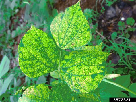 Bean Yellow Mosaic Virus (Potyvirus Bean Yellow Mosaic Virus (BYMV))