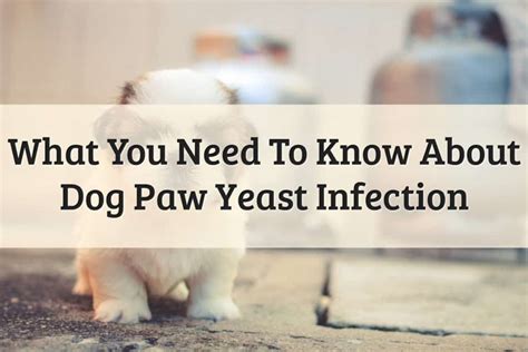 4 Reasons For Dog Paw Yeast Infection (2022 Guide Updated)