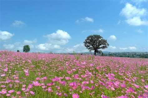 Campo de flores silvestres | Beautiful Flower Field