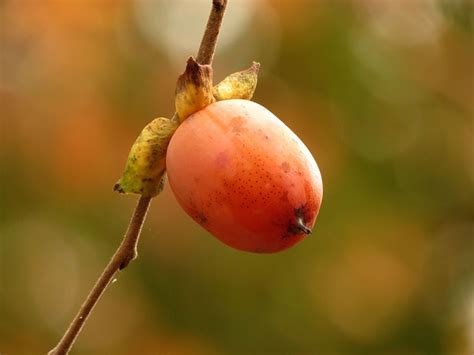 Diospyros virginiana (American Persimmon, Common Persimmon, Date Plum ...