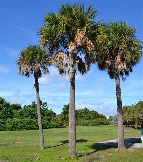 sabal palm tree seeds - Gia Burdette