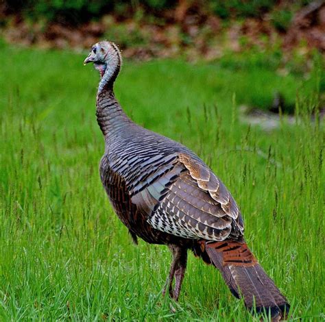 Wild Turkey - Female - 4/26/15 - Trough Run, McMann Creek, Belmont Co, Ohio | Birding Life List ...