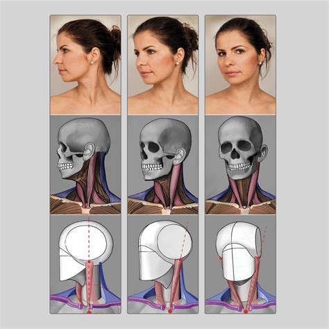 Pin on Anatomy reference