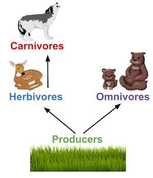 Legitimate University student To kill what is a herbivore in a food ...