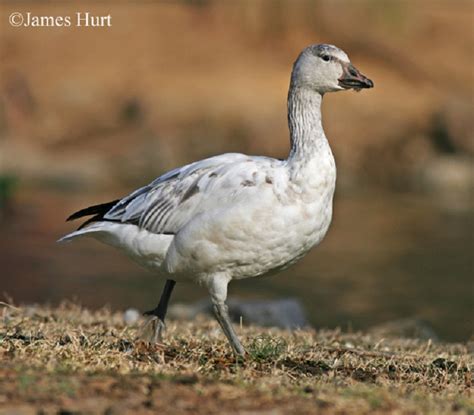 Tennessee Watchable Wildlife | Snow Goose - Habitat: WATER