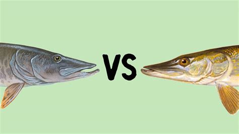 Muskie vs Pike – What Is The Difference – Get Fishing