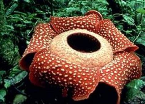 Different species of Rafflesia-Part II | HubPages