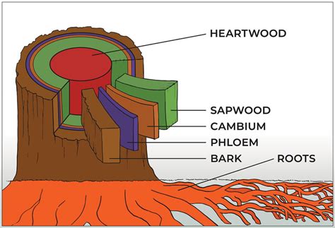 What lies beneath: Anatomy of redwoods | Save the Redwoods League