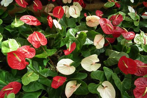 Anthurium Flower Meaning and Symbolism | Plantly