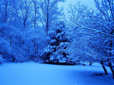 Download Blue Forest Snow Tree Nature Winter HD Wallpaper