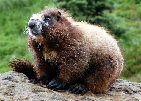 Hoary Marmot