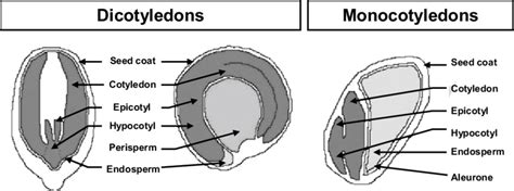 [DIAGRAM] Apple Seed Diagram - MYDIAGRAM.ONLINE