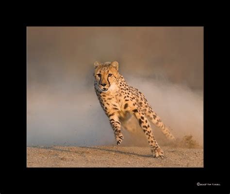 Animal Ark Cheetah Dash | Animal Ark Wildlife Sanctuary | Nevada Events