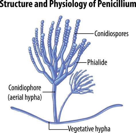 Structure and physiology of penicillium mold 8191126 Vector Art at Vecteezy