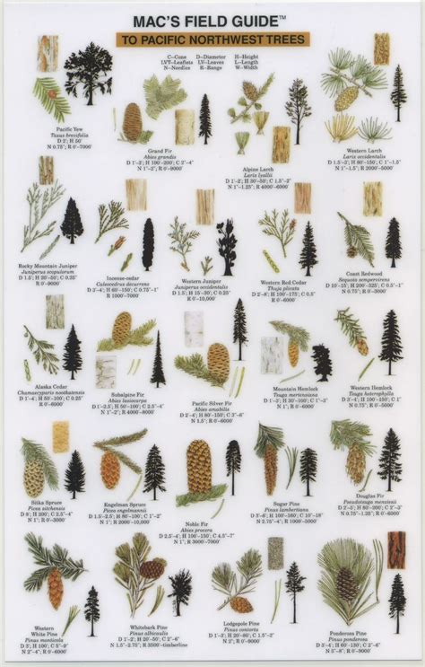 Tree Seed Pod Identification Guide