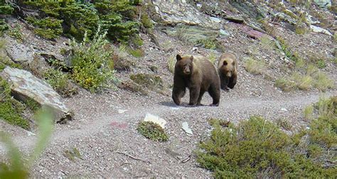 Wildlife of Glacier National Park: 6 Iconic Species