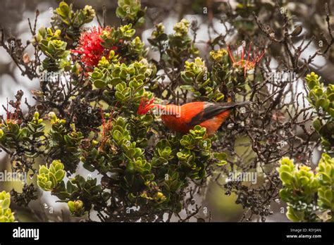 Ocala national forest wildlife hi-res stock photography and images - Alamy