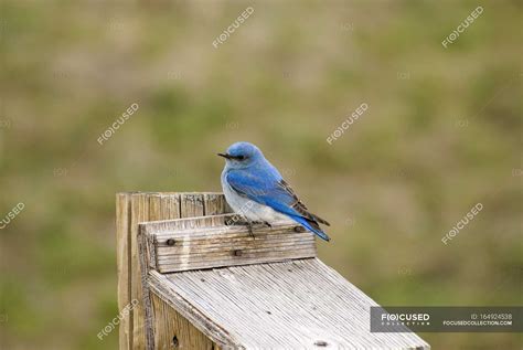 Male Mountain Bluebird — wilderness, animal - Stock Photo | #164924538