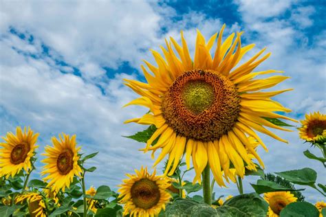 Grow Giant Sunflowers