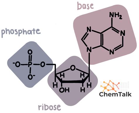 Basic Nucleic Acid Chemical Structure