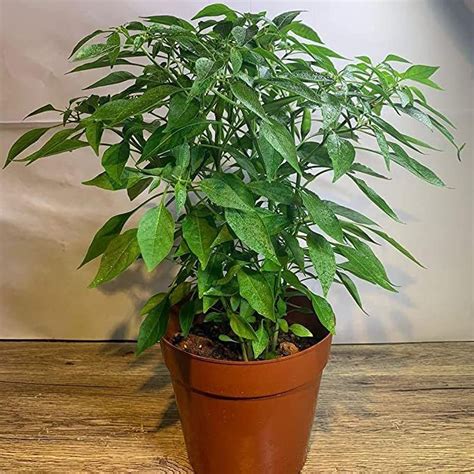 EverSneh Live Real Green Chilli Vegetable Live Plant Tree With Black ...