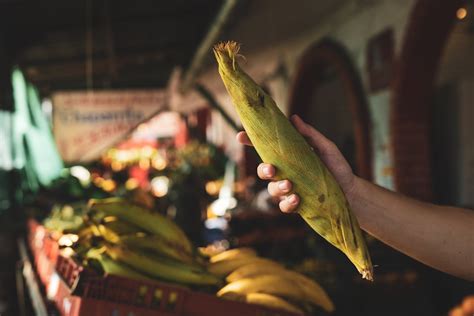 Close up on Corn in Hand · Free Stock Photo