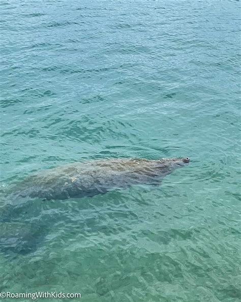 Manatee Lagoon Discovery Center - Roaming With Kids