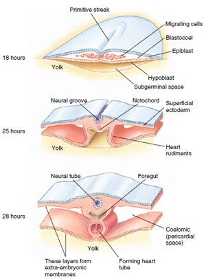 Gastrulation and the Formation of Germ Layers | Principles of ...