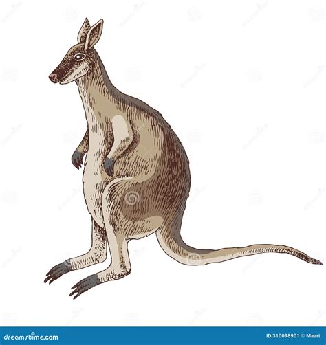 Toolache Wallaby Extinct Animal Sketch Cartoon Vector | CartoonDealer ...