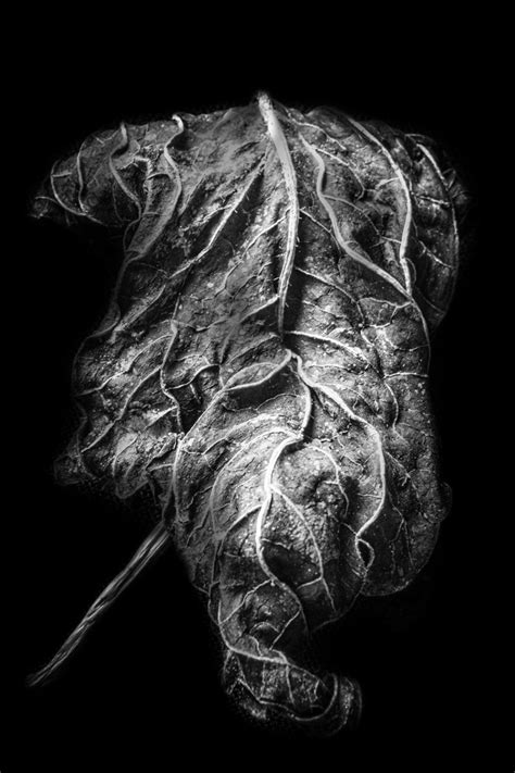 "Dead leaf" (Original art by Jeff Wiles)