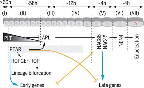 Cell-by-cell dissection of phloem development links a maturation ...