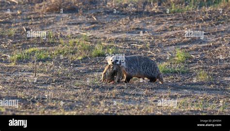 American Badger hunting prairie dog Stock Photo - Alamy